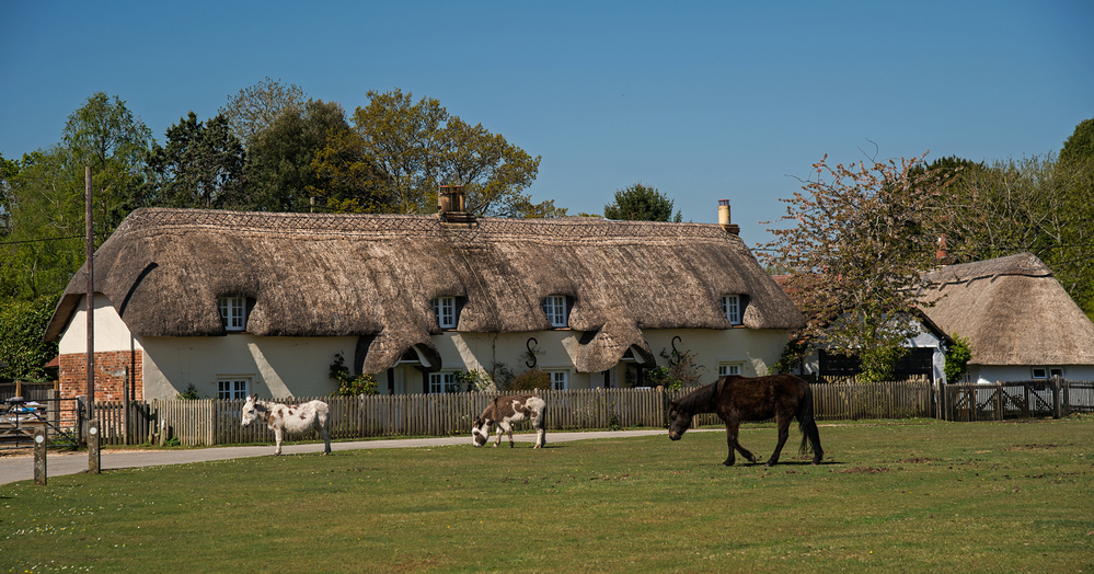 Spring Ponies and Cottages at Hatchet Green 1